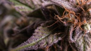 strongest indica