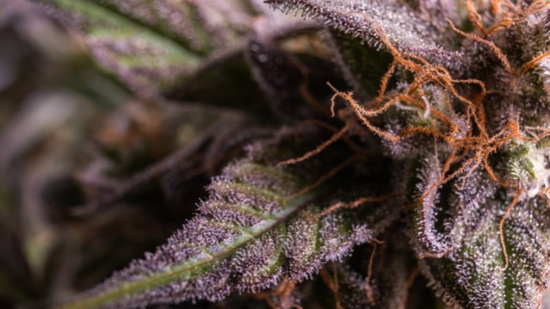 strongest indica