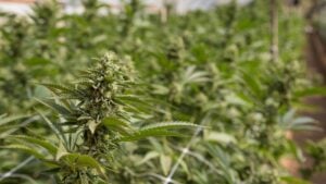 what is super cropping