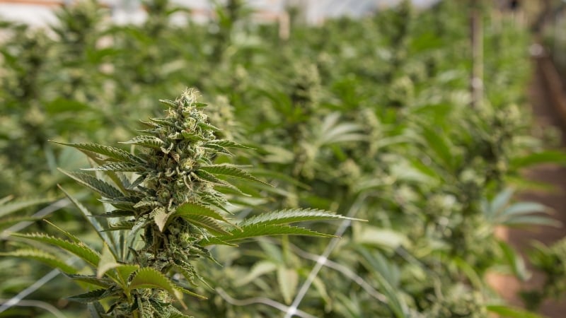 what is super cropping