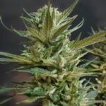 Rainbow Sherbert