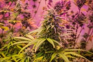 Blue weed strain flowering in indoor grow room.