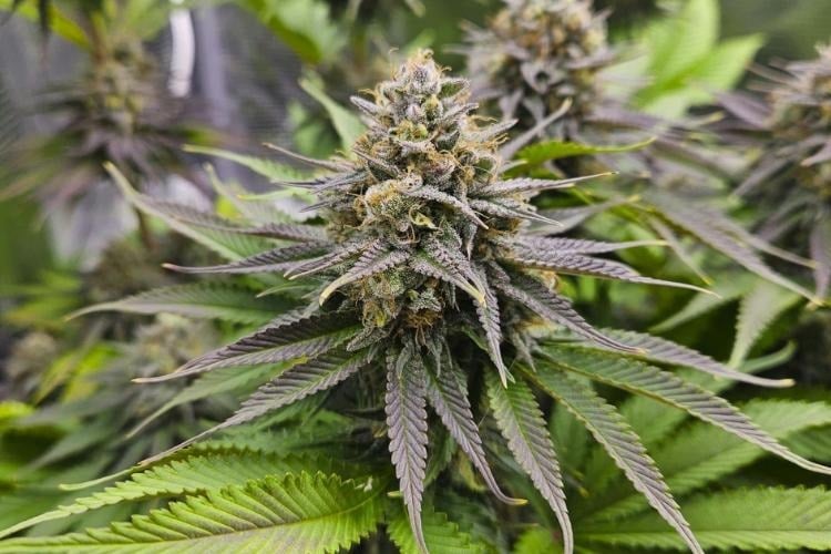 Healthy cannabis cola with purple-tinted leaves.