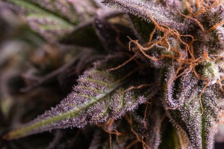 Detailed macro shot of blue weed flower.