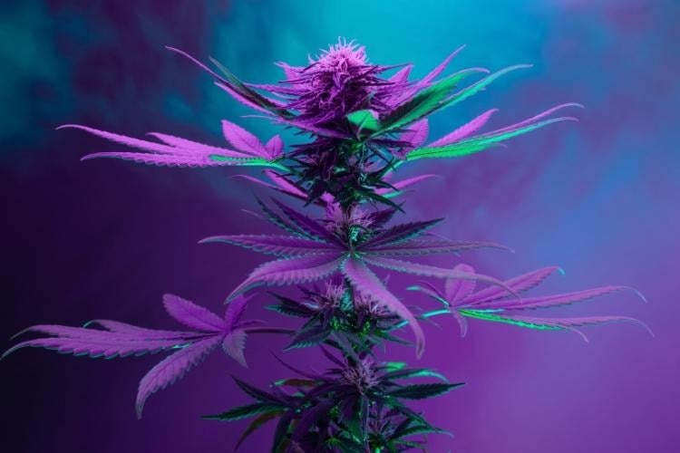 Cannabis plant under purple grow lights indoors.