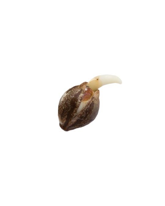 shop-your-choice-weed-seeds-Garlic-Cookies