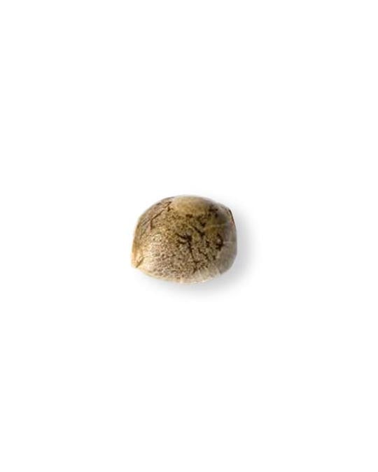 shop-your-choice-weed-seeds-Georgia-Pie