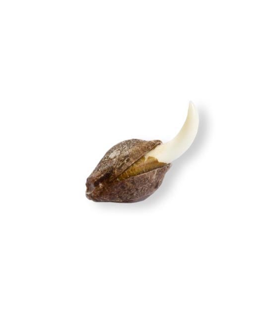 shop-your-choice-weed-seeds-fat-banana