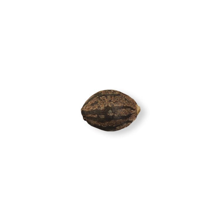 shop-your-choice-weed-seeds-royal-skywalker