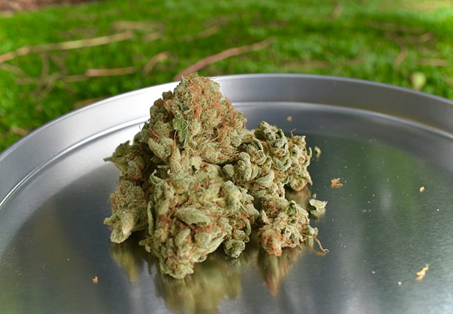 where to buy the best cannabis seeds in ohio