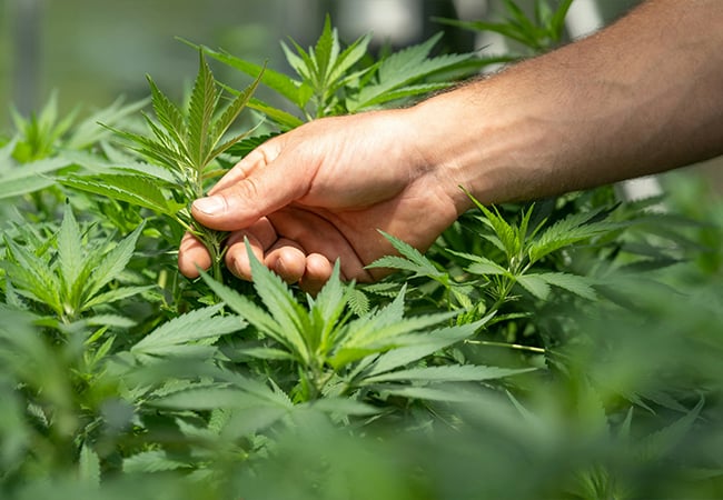 How cannabis laws in Ohio work