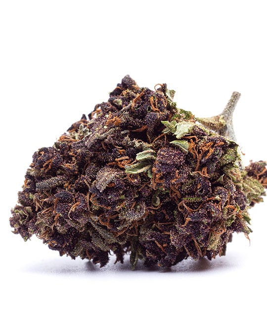 Buy Critical Purple Kush