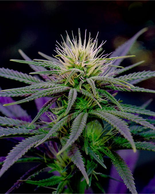 Buy Critical Purple Kush