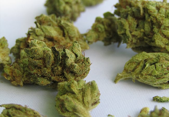 growers choice carries a large strain variety online for buyers in michigan