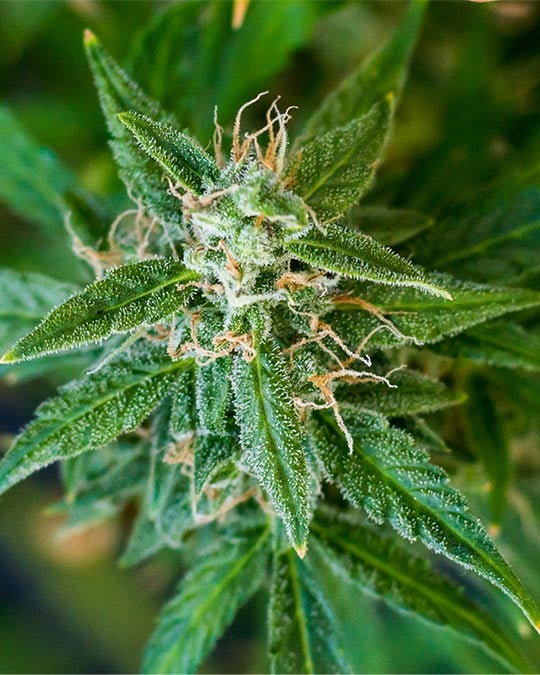 Buy Chemdawg
