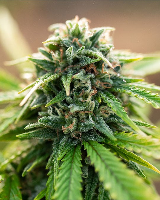 Buy Blue Skunk