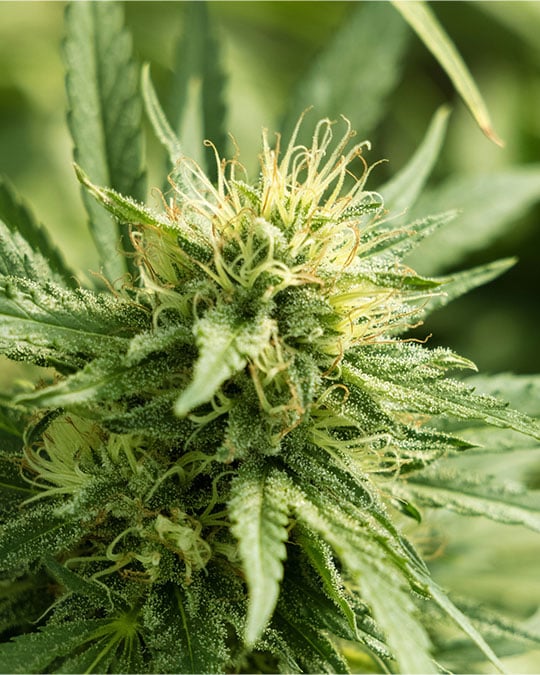 Buy Chem Valley Kush