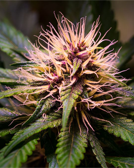 Buy Critical Purple Kush