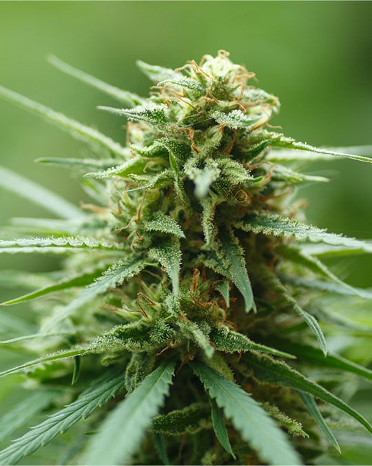 Buy Hazy Kush