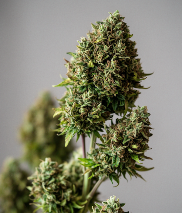 high resolution image of green cannabis buds
