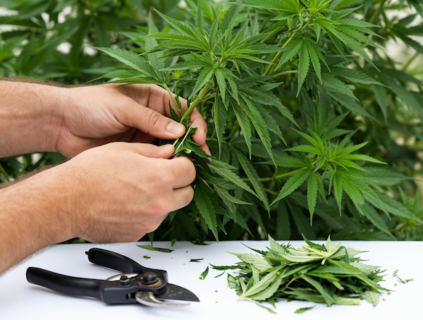 defoliating cannabis fan leaves