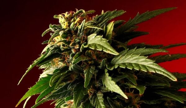 The Highest Yielding Autoflower Strains