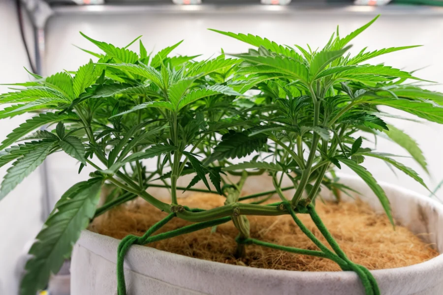 low stress training a cannabis plant