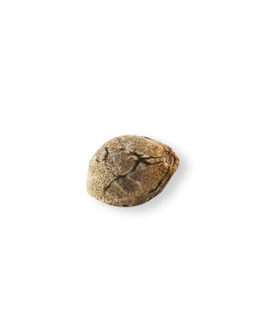 shop-your-choice-weed-seeds-pink-runtz