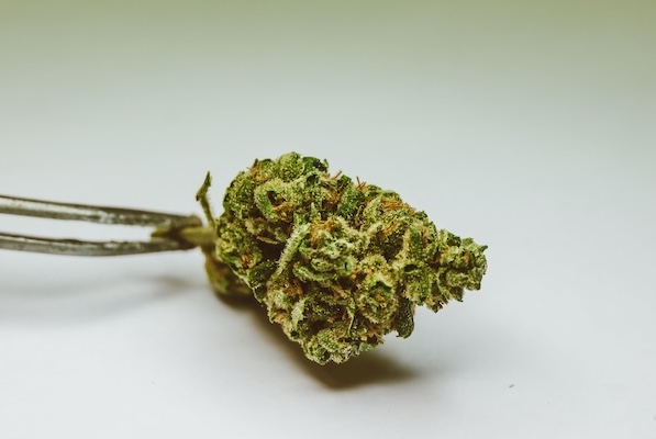 a single dried cannabis bud