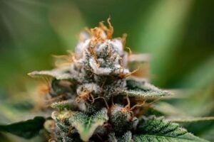 Cannabis flower rich in terpenes.