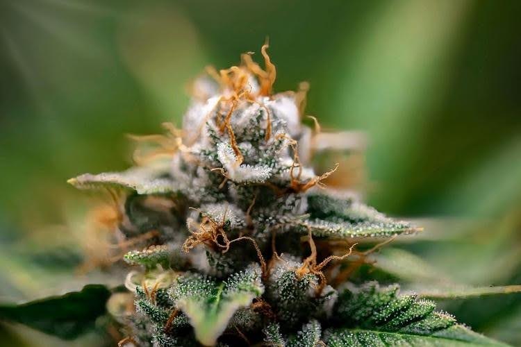 Cannabis flower rich in terpenes.