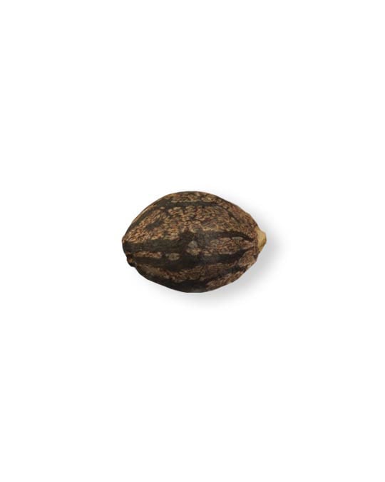 shop-your-choice-weed-seeds-Mimosa-Orange-Punch